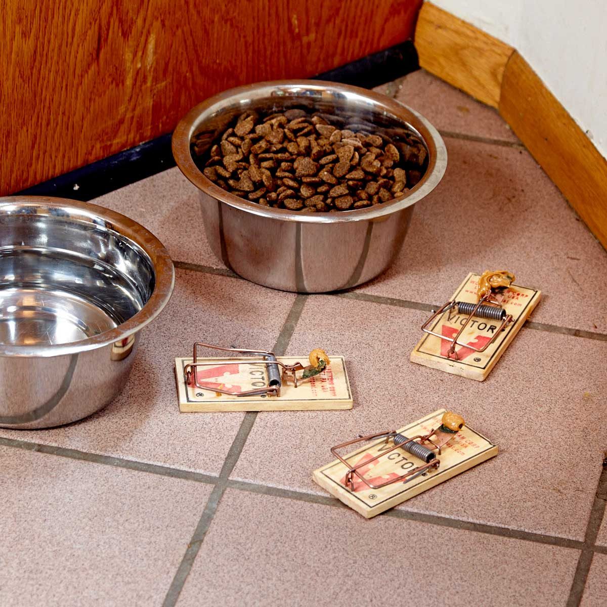 pet food mouse trap