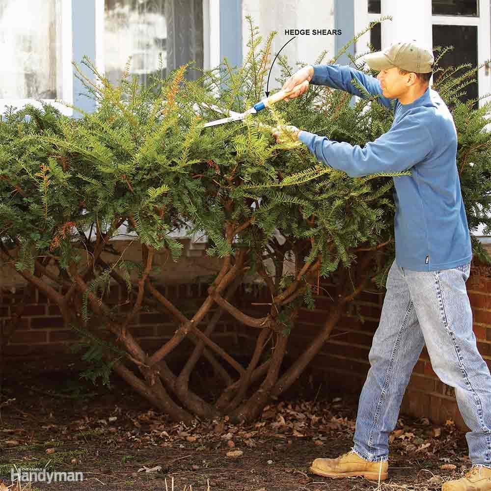 Avoid Flattop Bush Pruning