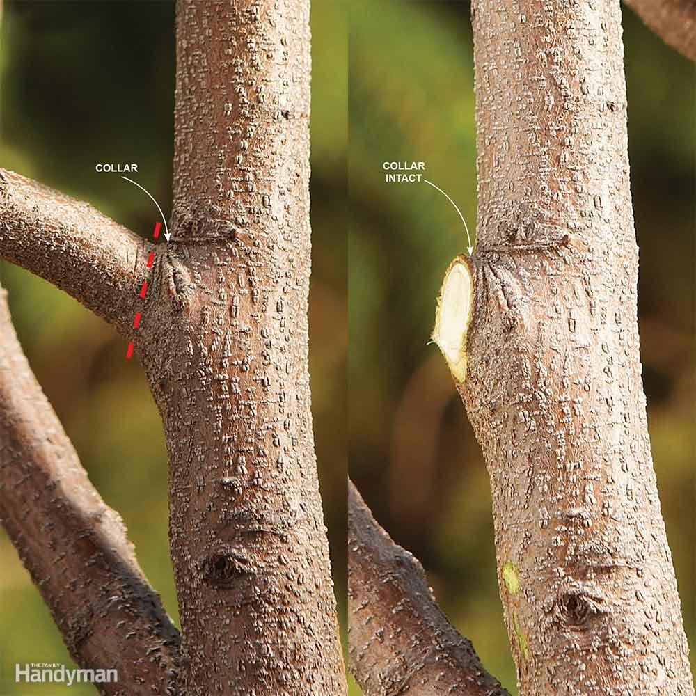 Cut a Branch at the Collar