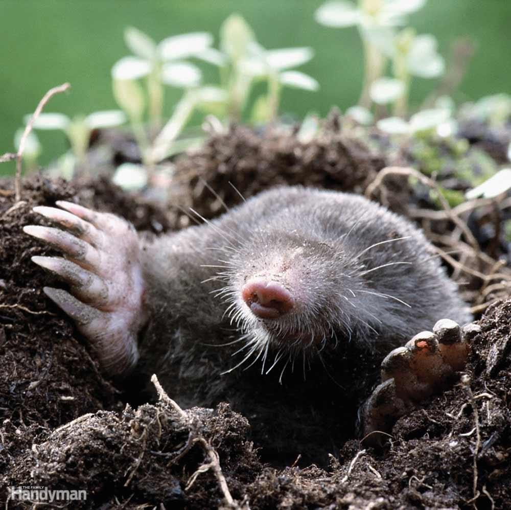 Stop Moles From Tearing up Your Yard