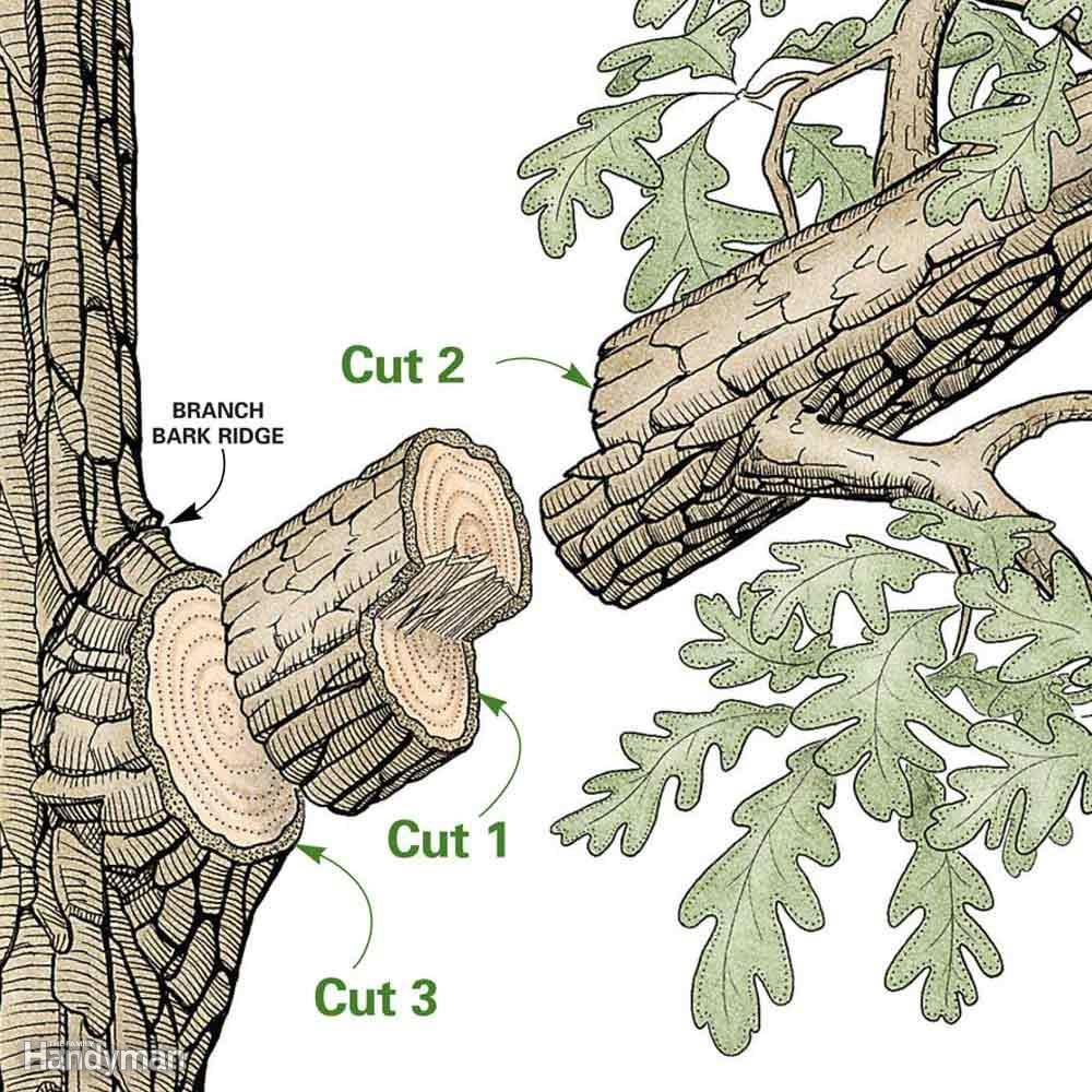 Trouble-Free Tree Pruning