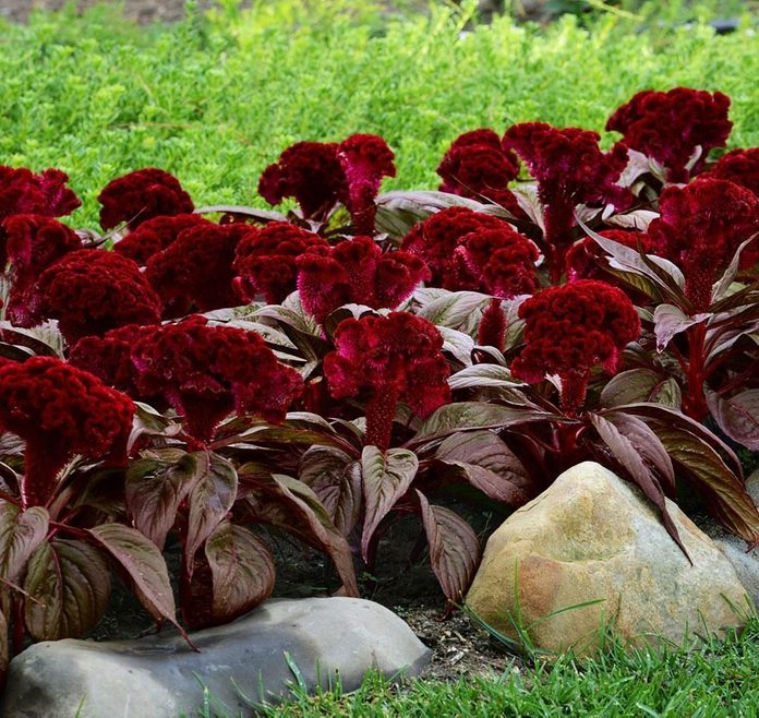 celosia_dracula_landscape_12164