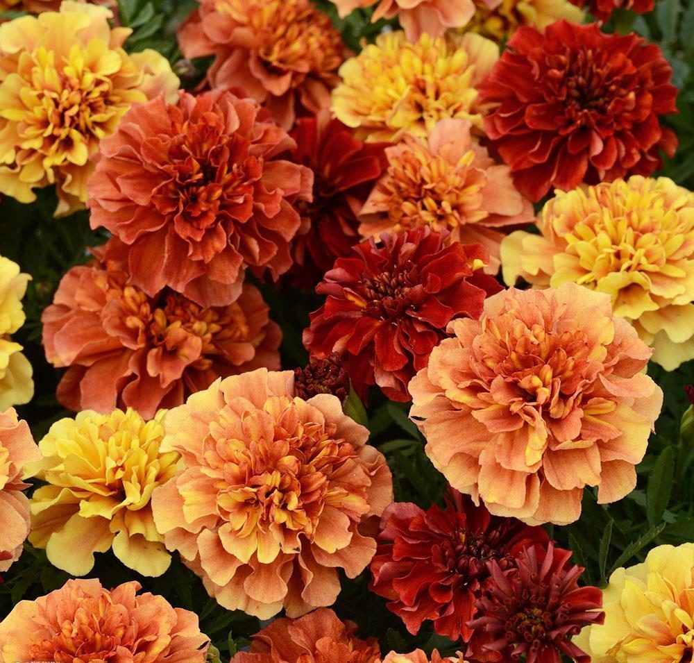 french_marigold_strawberry_blonde_bloom_12357