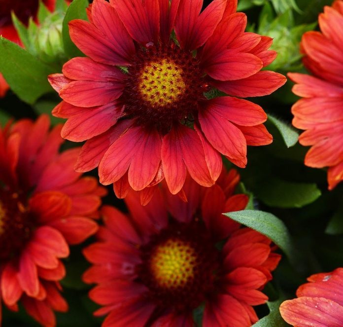 gaillardia_mesa_red_bloom_12191