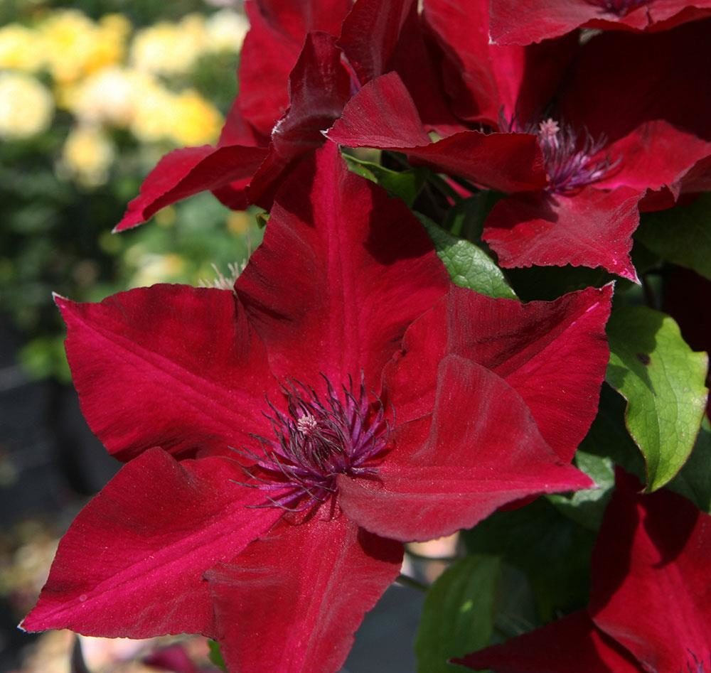 nubia-clematis