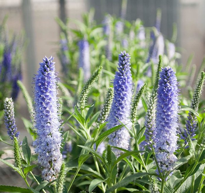 veronica-vernique-shiniing-seas-dec-2015-0042