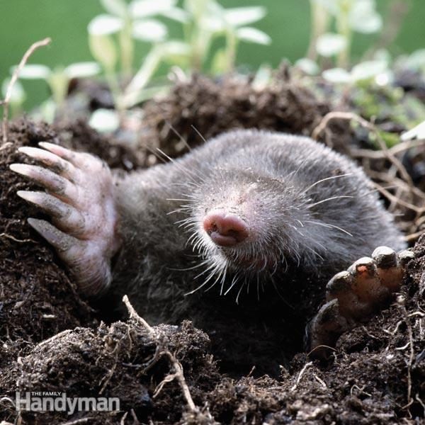 Mole-trapping