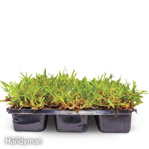 grass in plastic trays