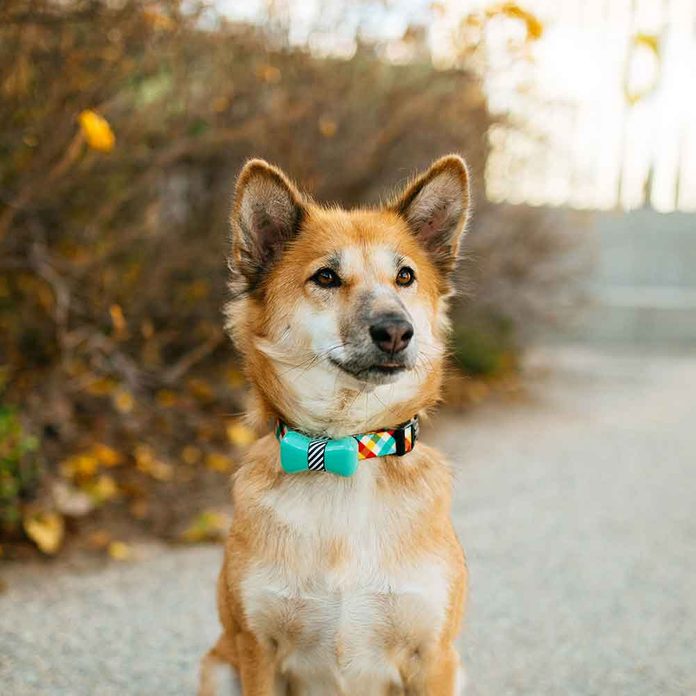 WonderWoof BowTie Activity Monitor