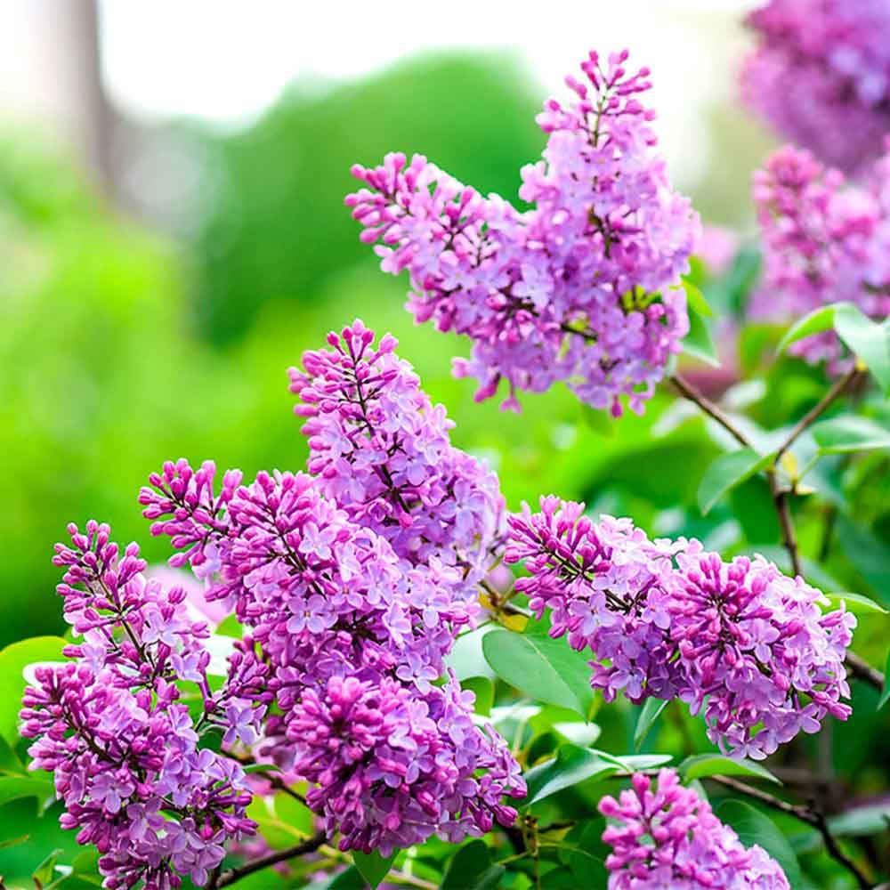 Lilacs