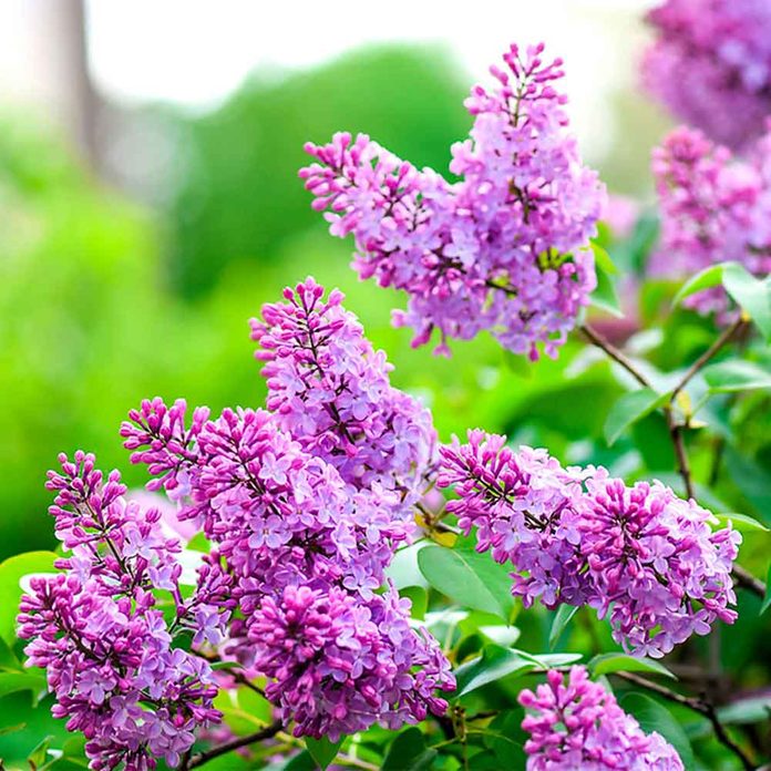 Lilacs
