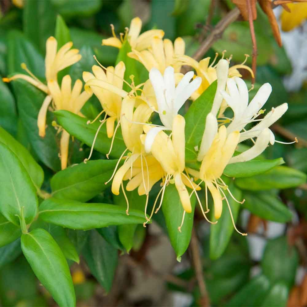 Honeysuckle