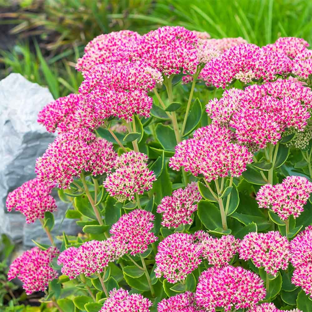 Sedum