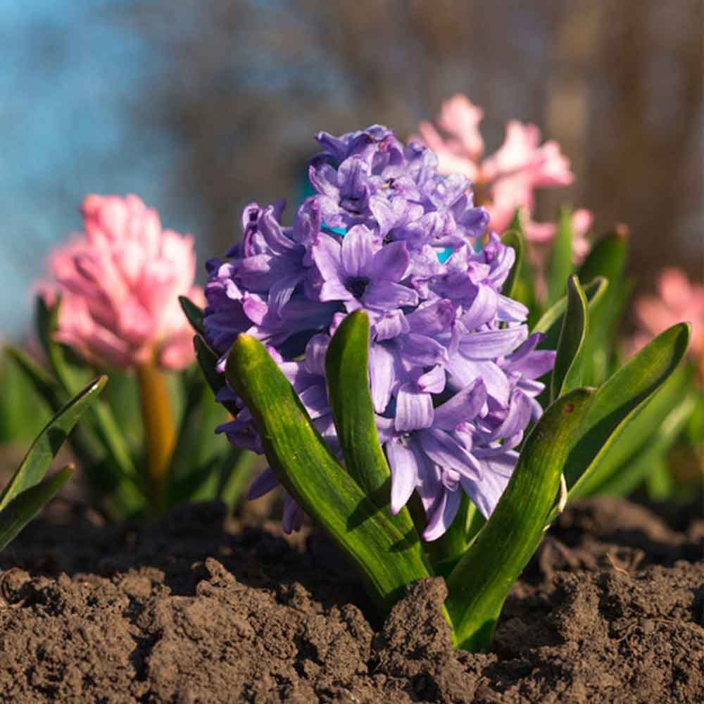 Hyacinth