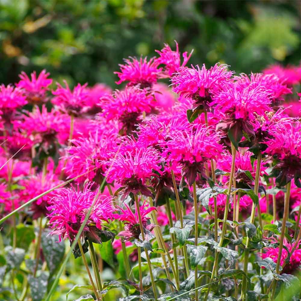 Bee Balm, Monarda