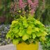 10 Best Container Gardening Plants