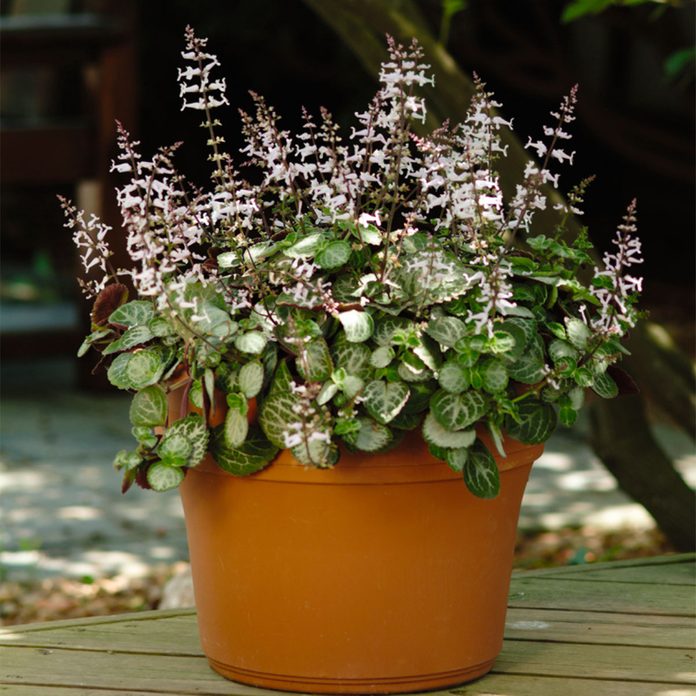 Emerald Lace Plectranthus