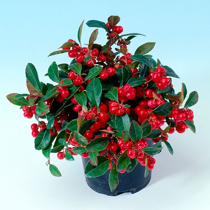 Very Berry Creeping Wintergreen