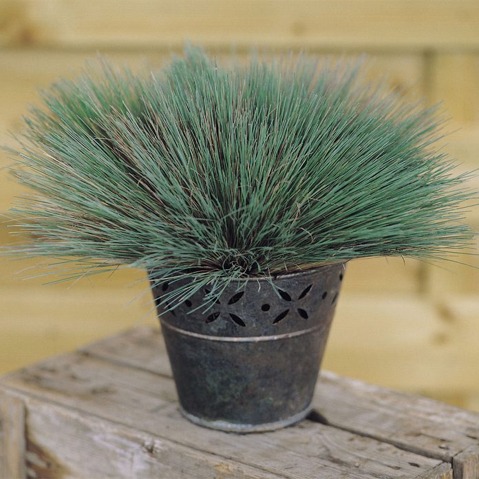 ColorGrass Spiky Blue Corynephorus