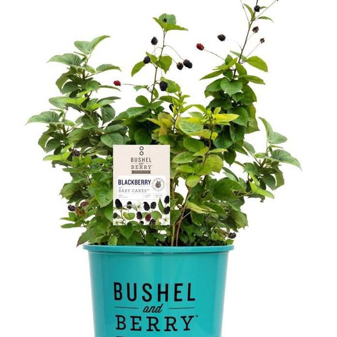 Baby Cakes Blackberry