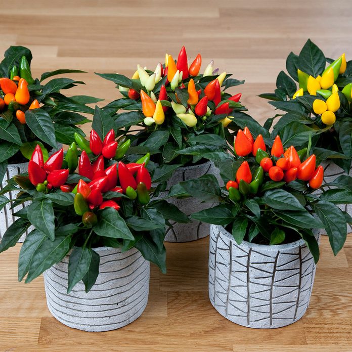 Ornamental Peppers