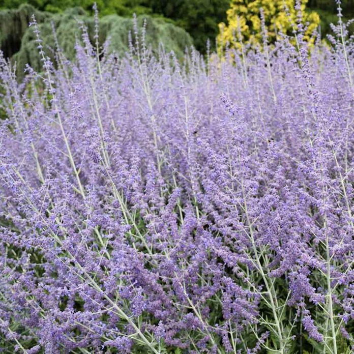 Russian sage