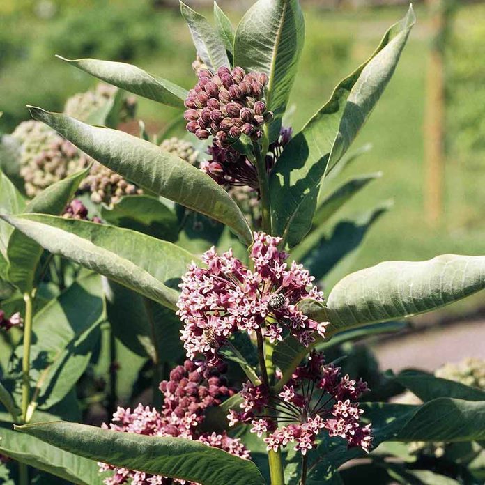 Milkweed