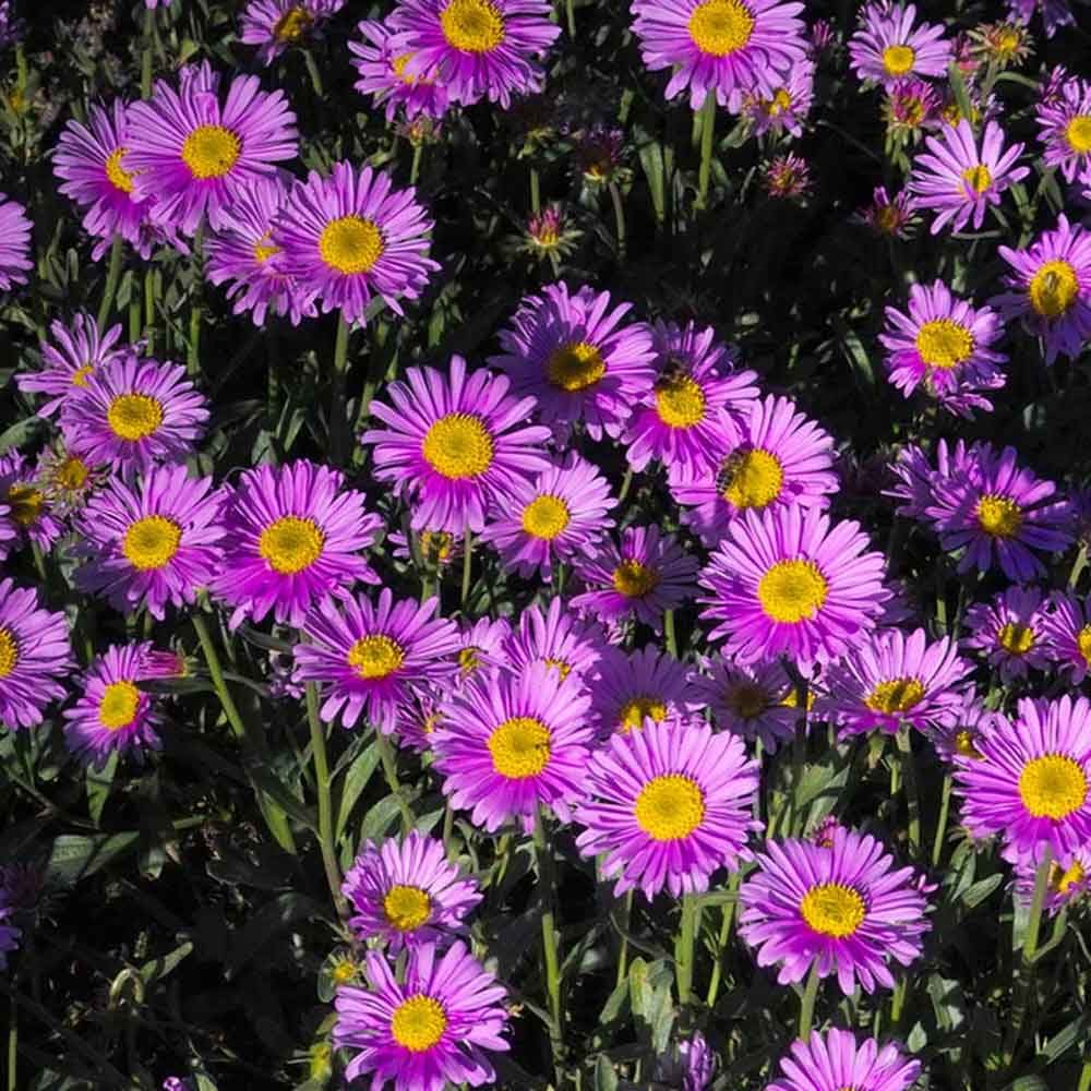 Aster