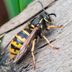 6 Key Differences Between Bees and Wasps