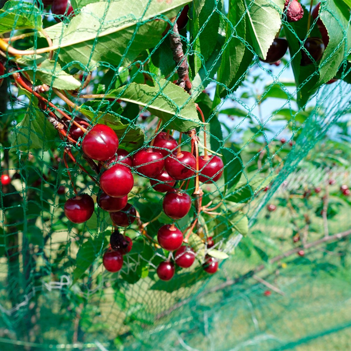 berry netting