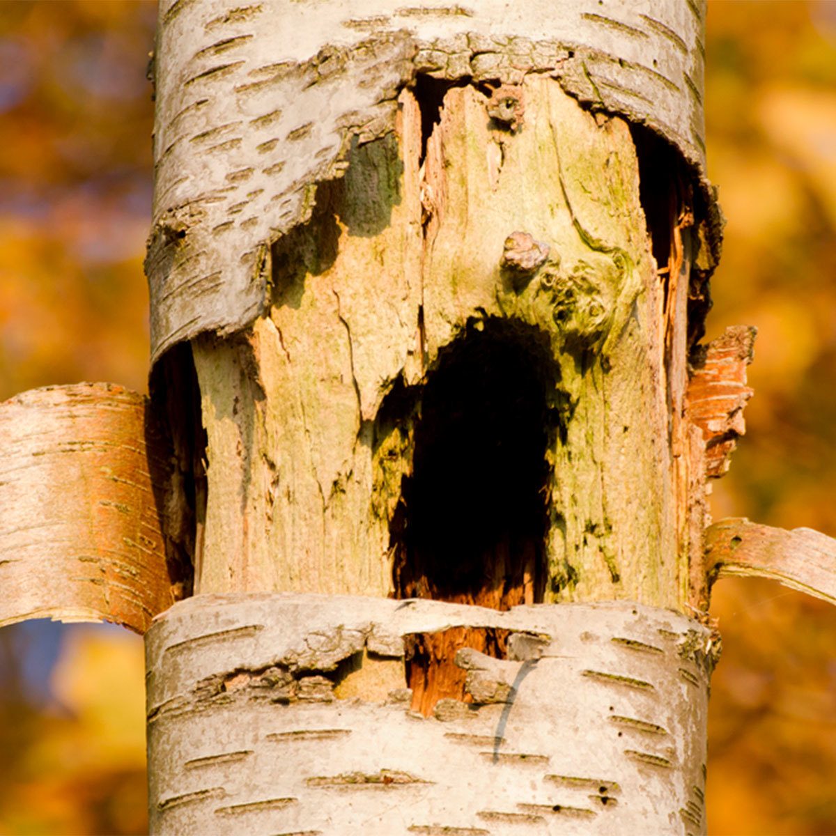 birch tree with woodpecker holes