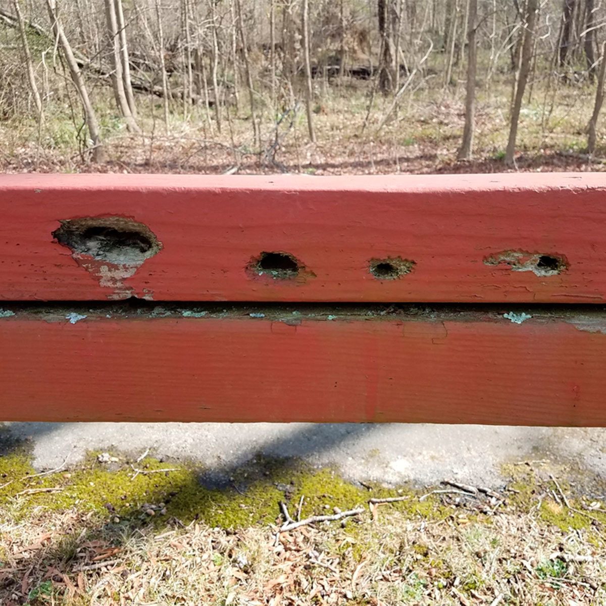 wood fence with woodpecker holes