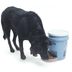 How to Make a DIY Automatic Dog Feeder