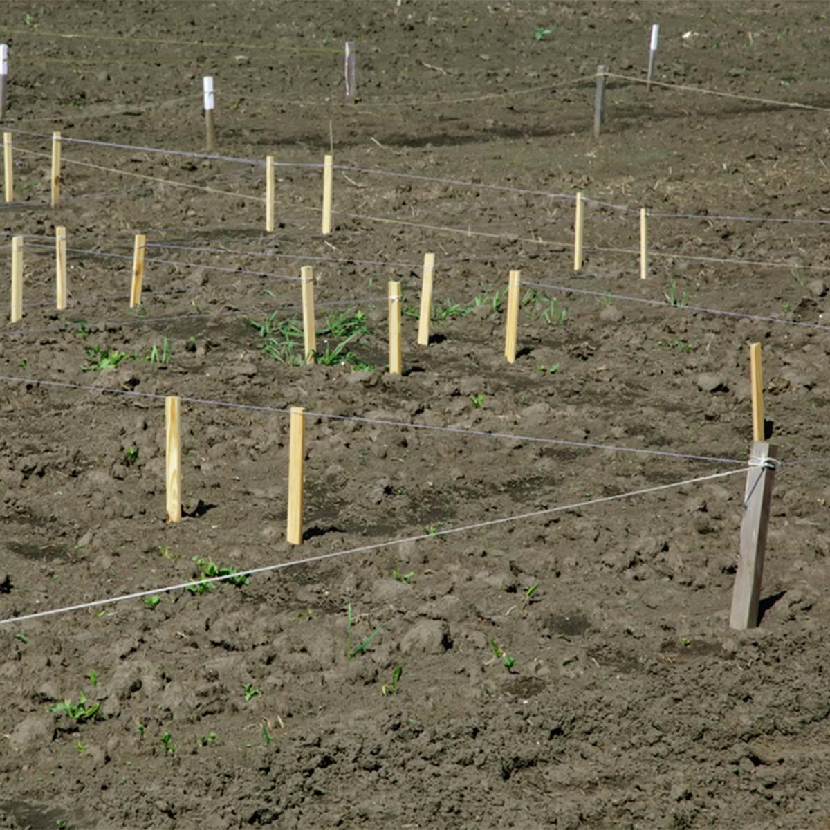 marked garden layout