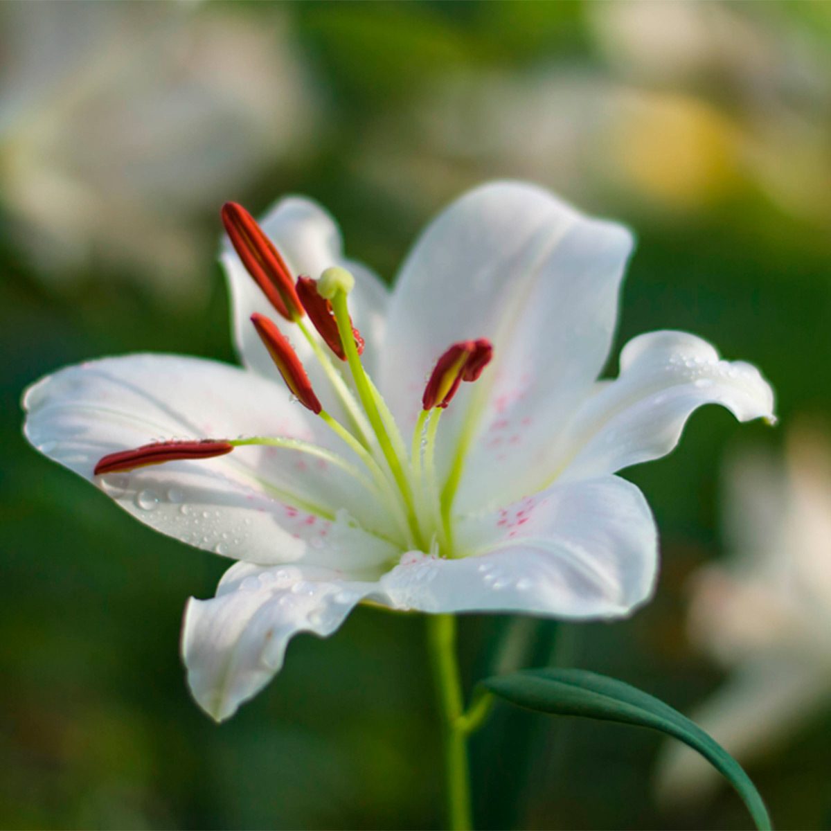 lily flower