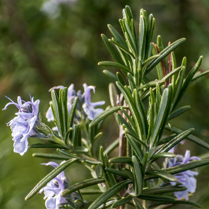 rosemary