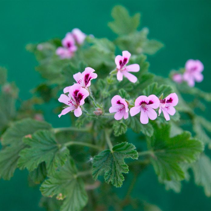geranium