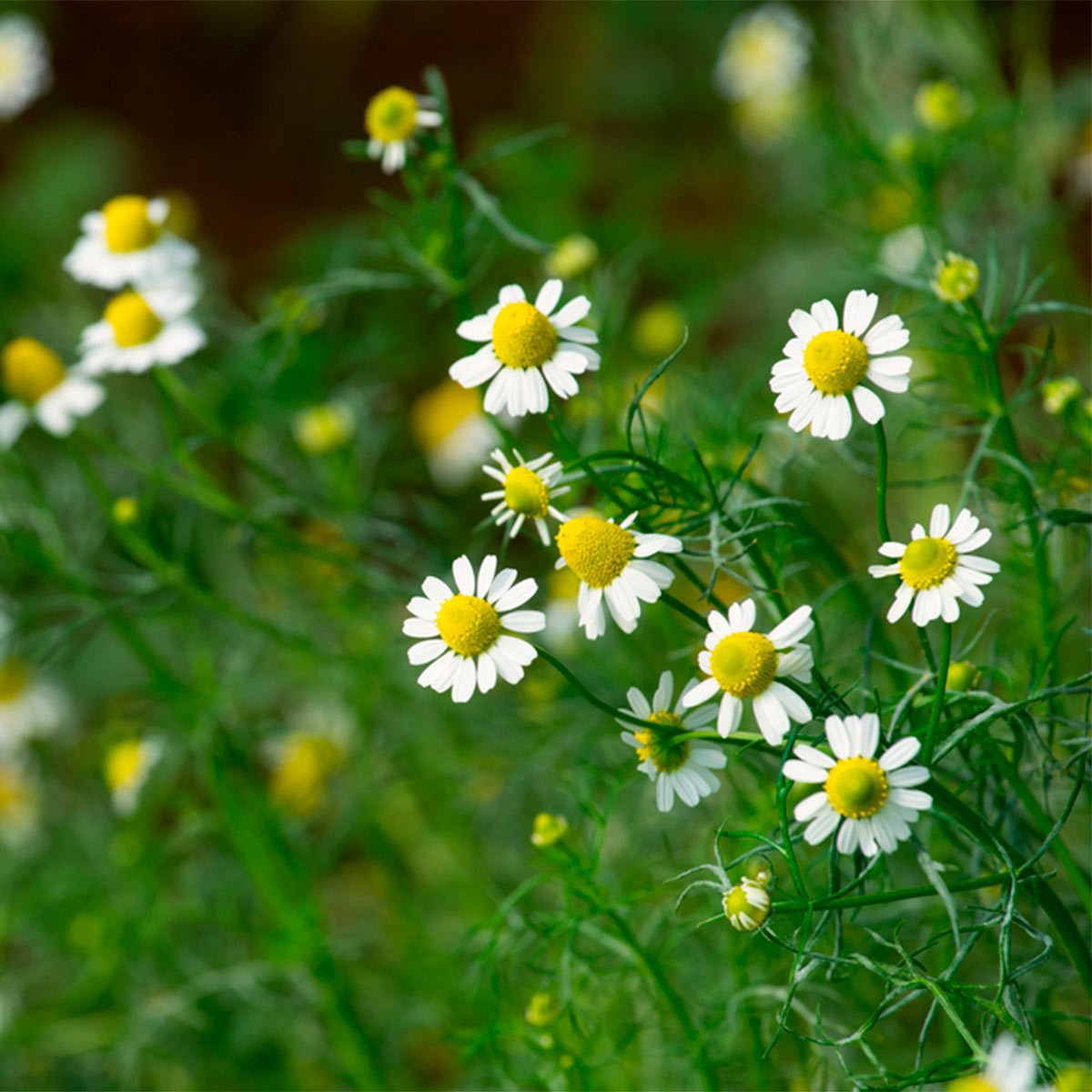 chamomile