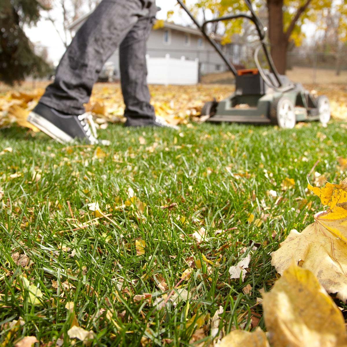 Fall Grass Lawn Fertilizer