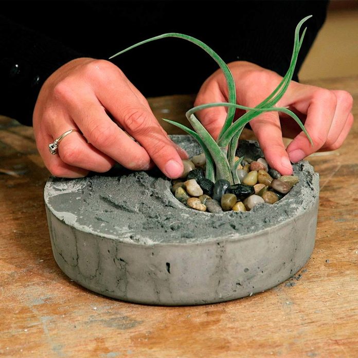 plant air plant in air plant planter