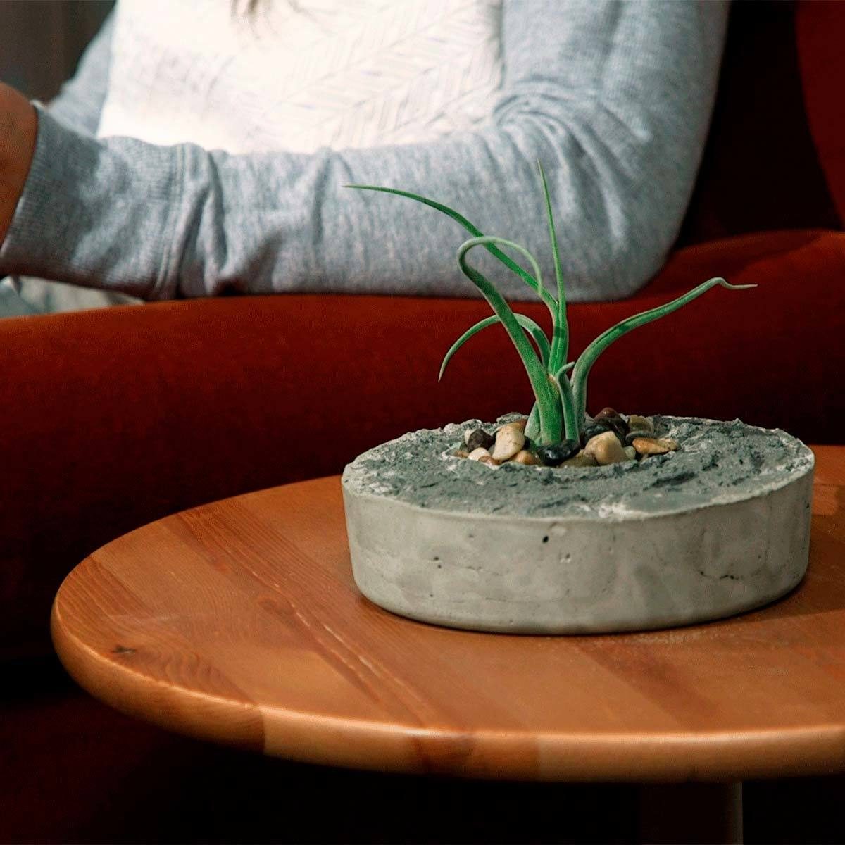 concrete air plant planter