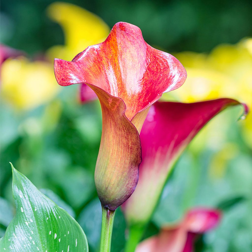 Tender Bulbs flower