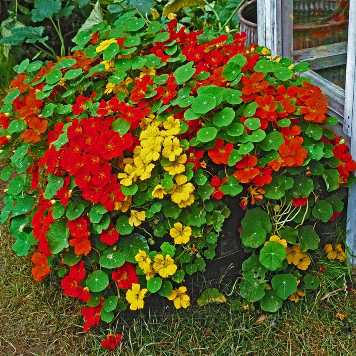 Nasturtium flower