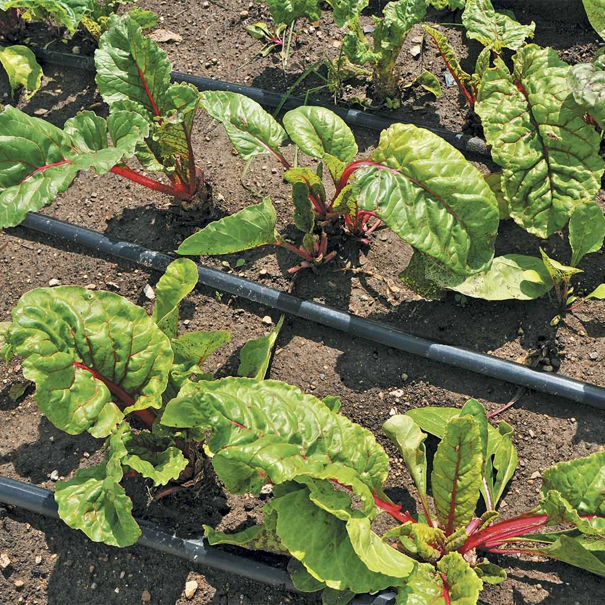 square foot gardening irrigation