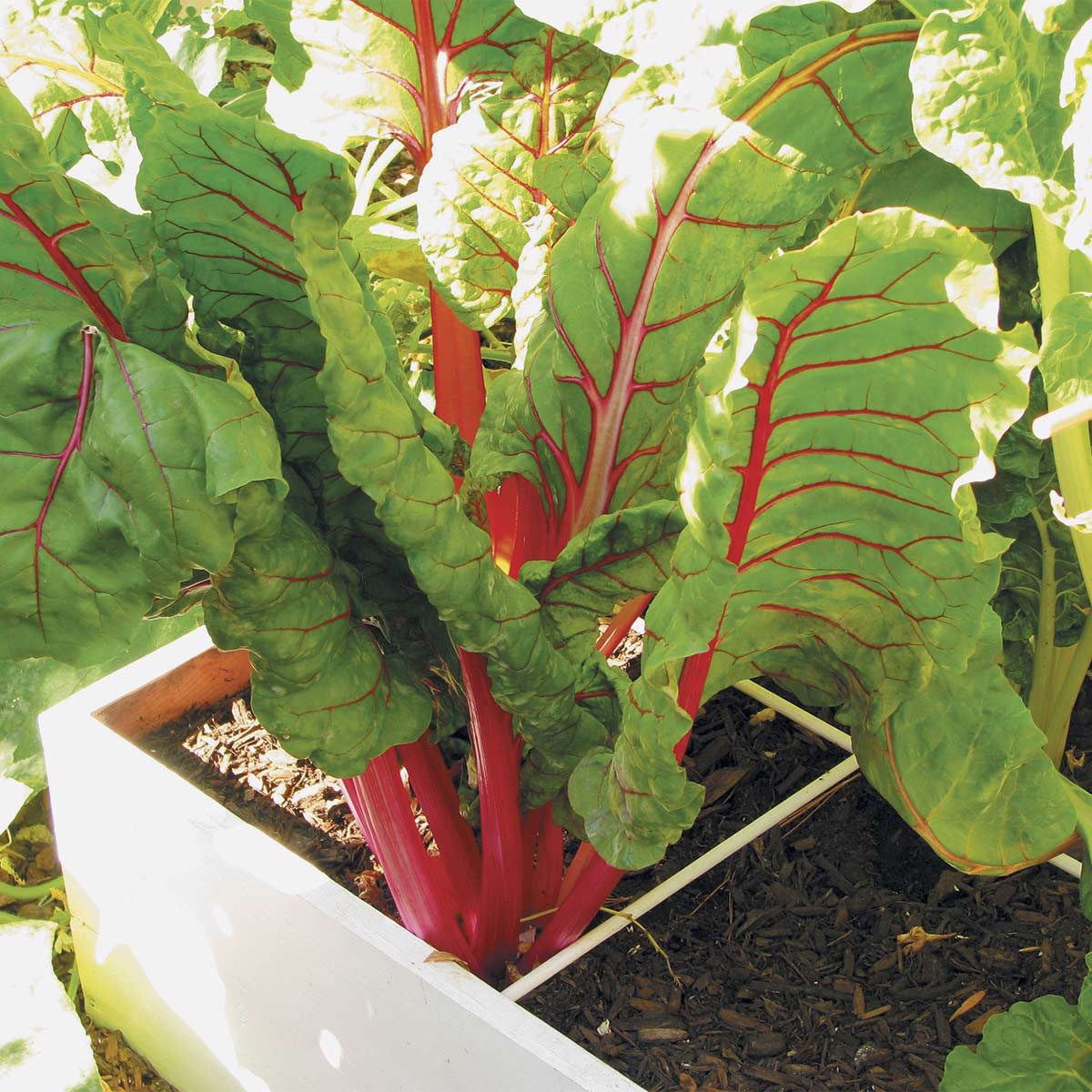 square foot gardening