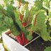 Square Foot Gardening