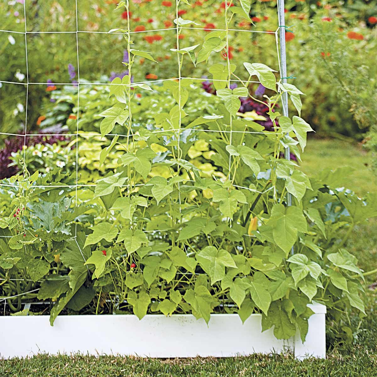 square foot gardening with trellis