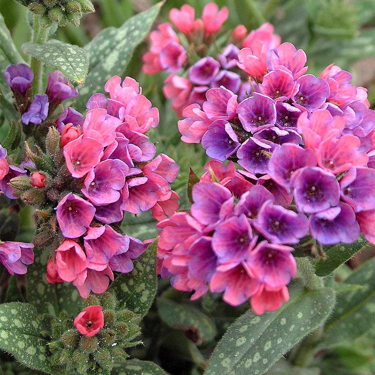 shade tolerant purple flower