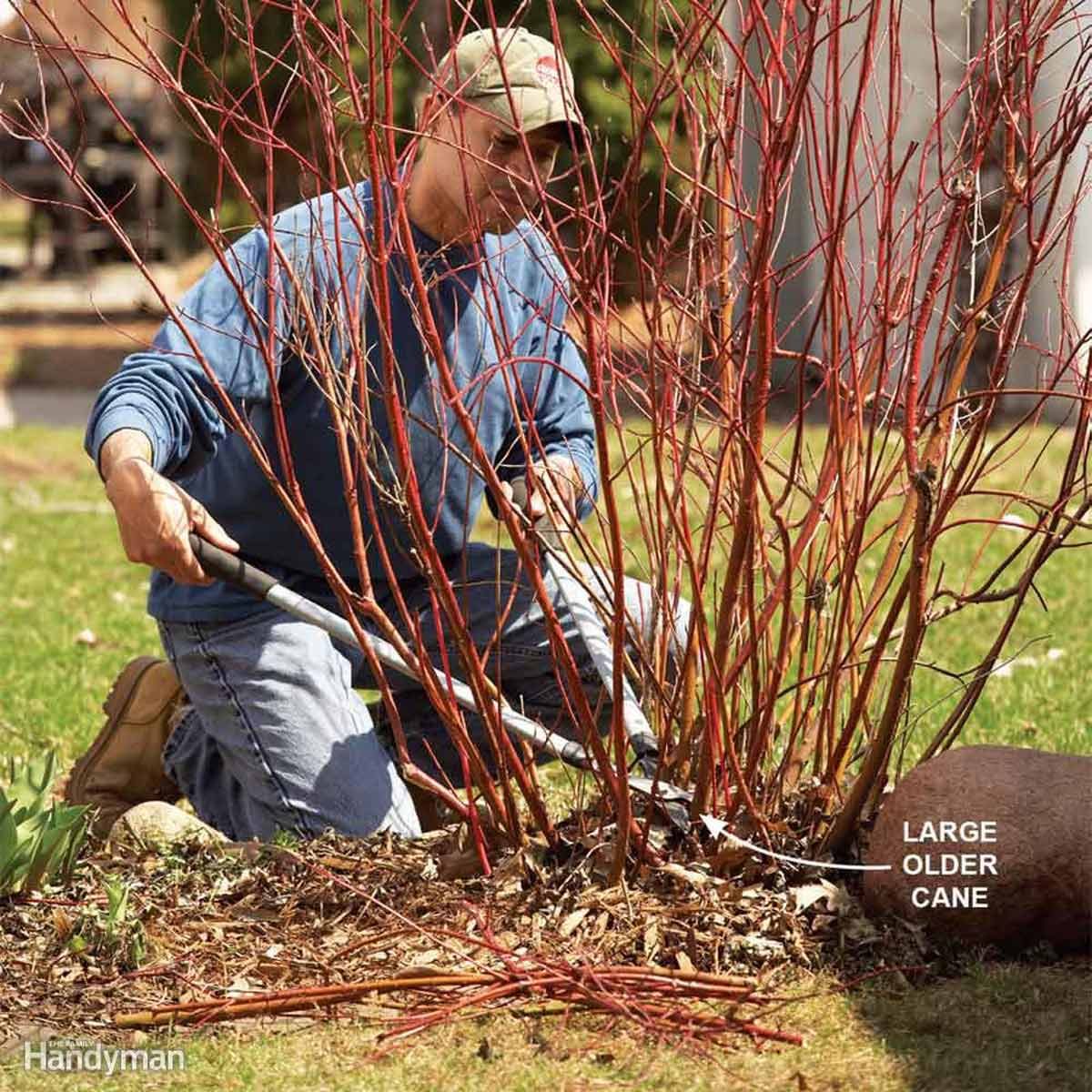 clear away dead limbs and branches bush