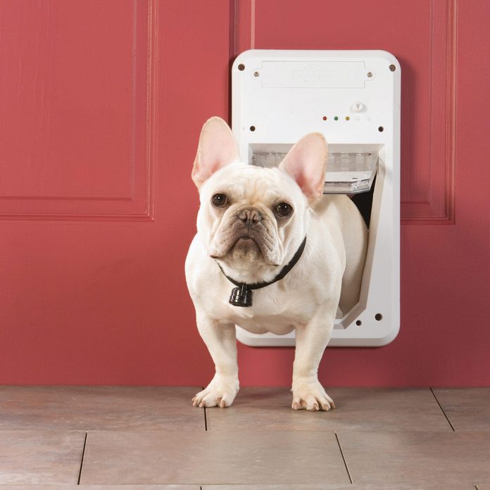 FH10JUN_509_56_M01 french bulldog in doggy door